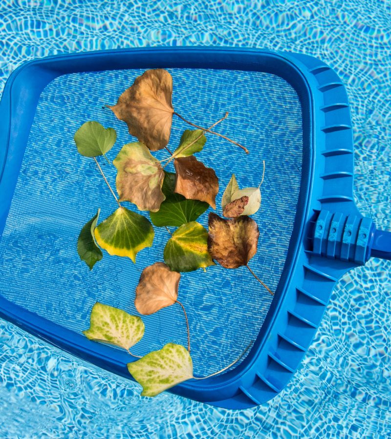 Cleaning leaves from the swimming pool